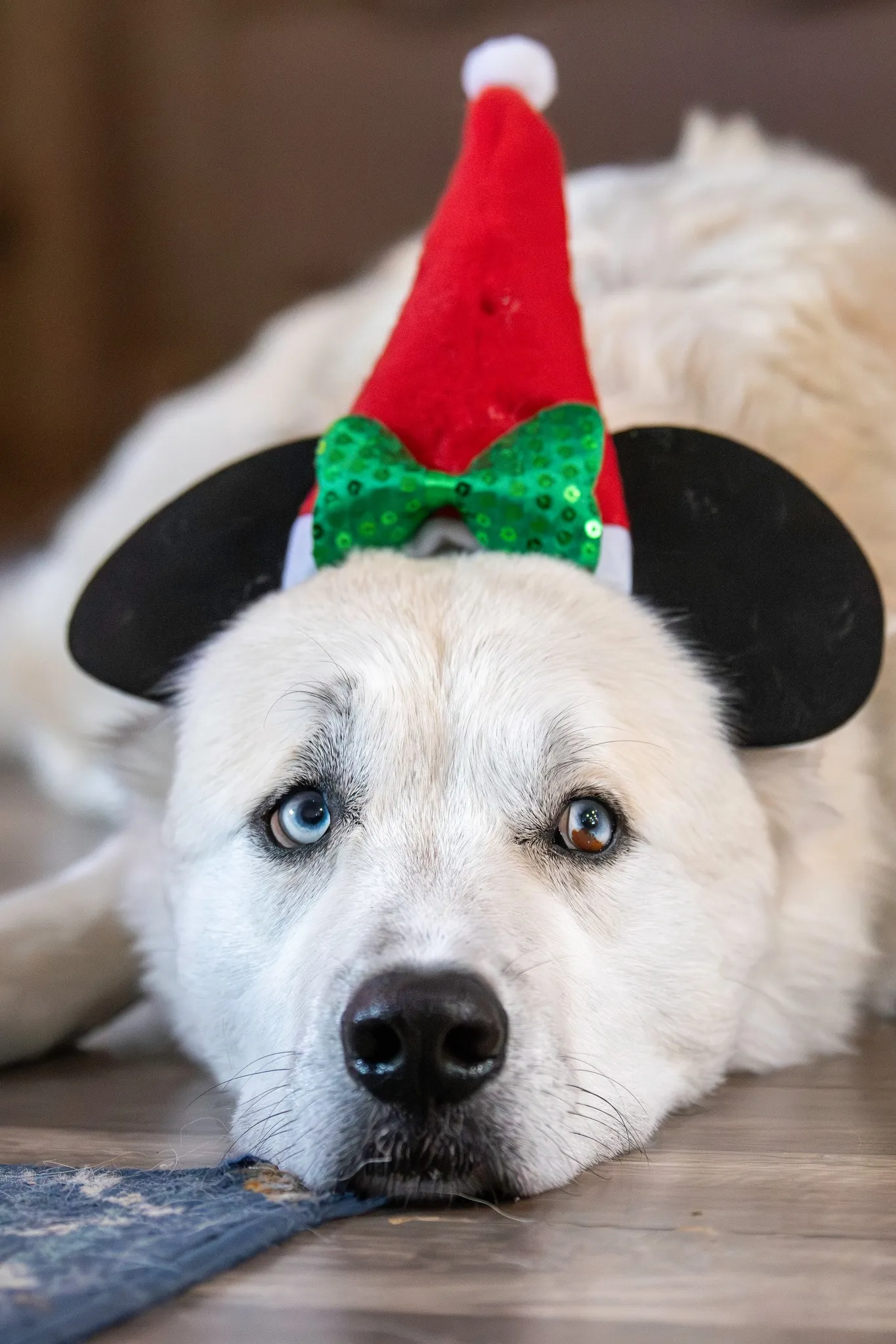 Original photo - Holiday Pup — Cartoon