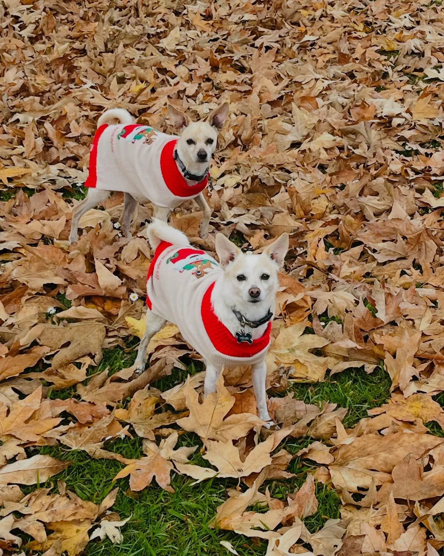 Original photo - Chihuahua Duo — Cartoon