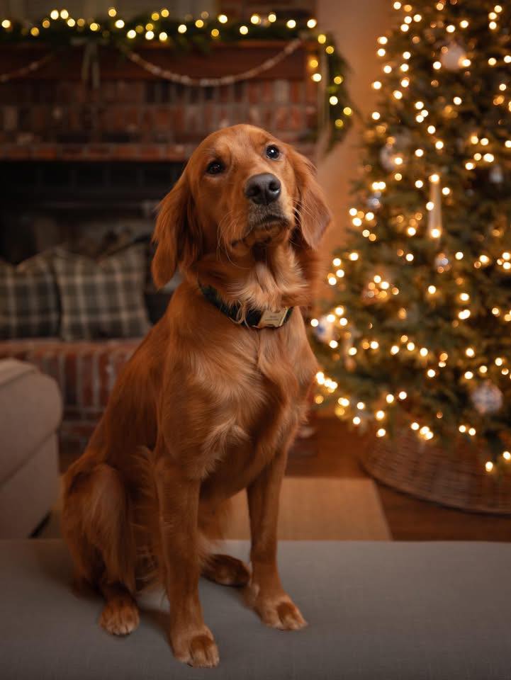 Original dog photo - Golden Retriever